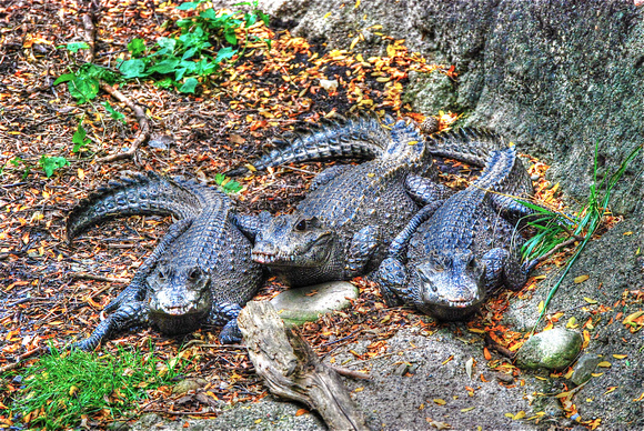 Three alligators at the Pittsburgh Zoo