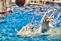 Polar bear playing in a pool