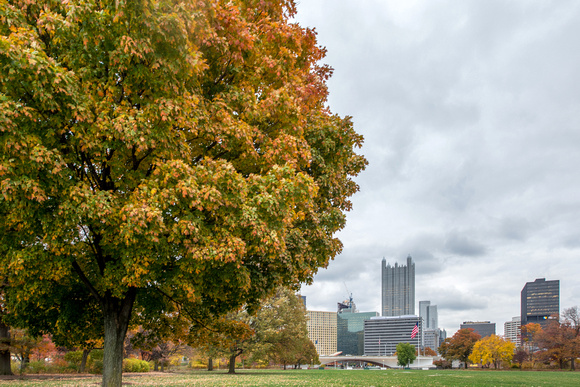 A tree in the fall and the Pittsburgh skyline