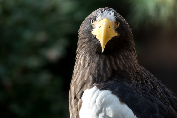 A beautiful Steller's Sea Eagle at the National Aviary in Pittsburgh